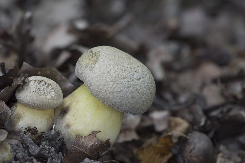 Boletus radicans